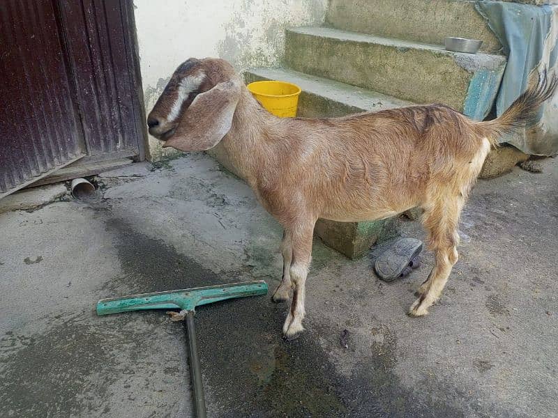 Teddi goat full active 2