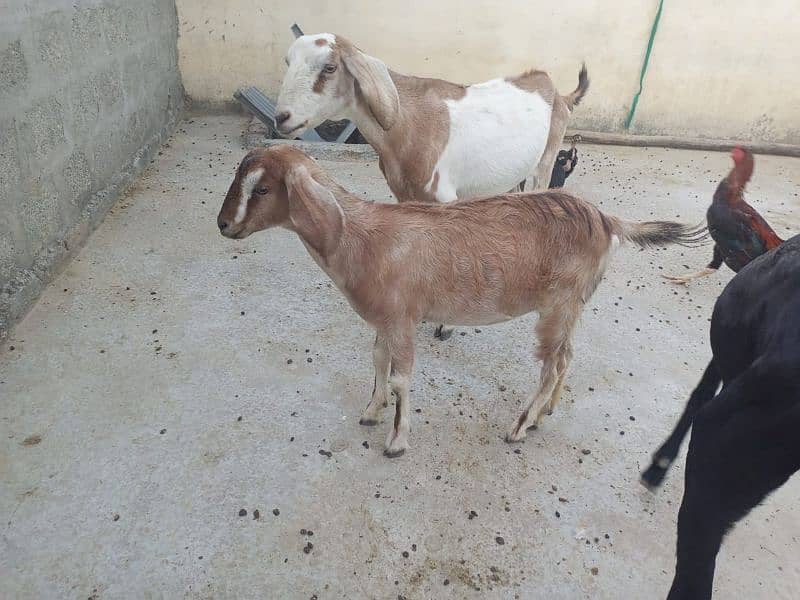 Teddi goat full active 3