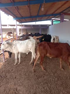 Bachra and Bachiya livestock for Sale