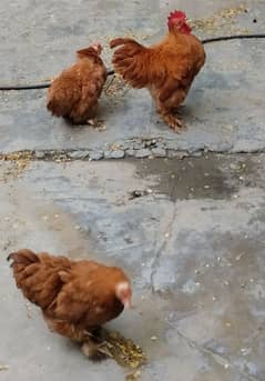 Buff Cochin bantam Trio