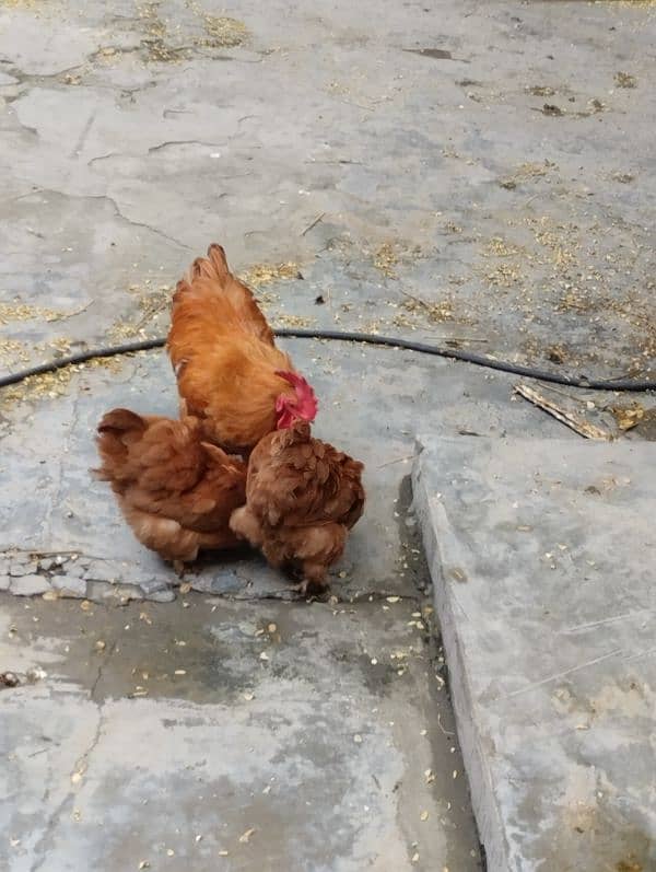 Buff Cochin bantam Trio 2