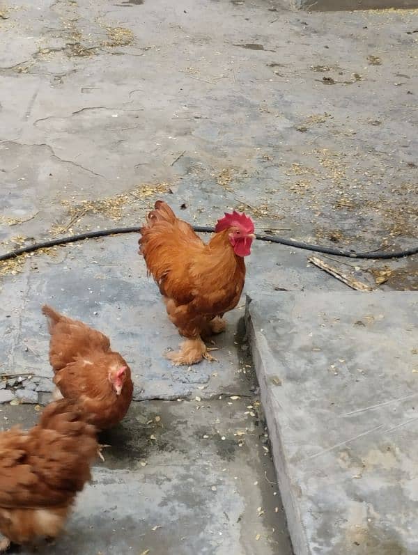 Buff Cochin bantam Trio 3