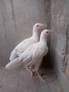 Heera Aseel chicks pair