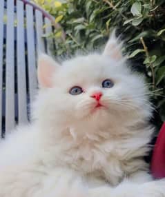 Male Persian Kitten