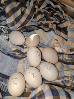 7 eggs pure mianwali murga and murgi ka