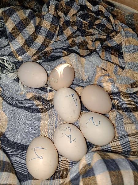 7 eggs pure mianwali murga and murgi ka 2