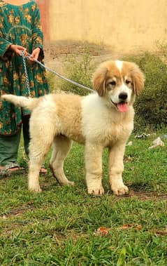 King alabai dog male 4 months for sale security dog