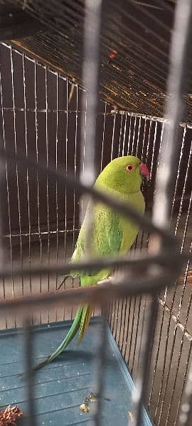 Healthy and active female parrot available for sale 1