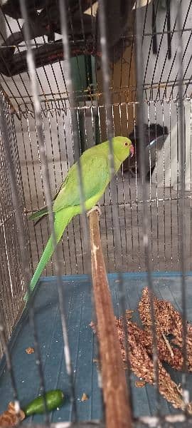 Healthy and active female parrot available for sale 2