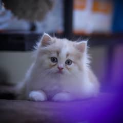 Beautiful Persian Cat for Sale!