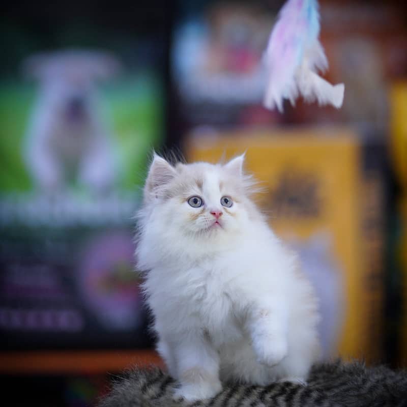 Beautiful Persian Cat for Sale! 2