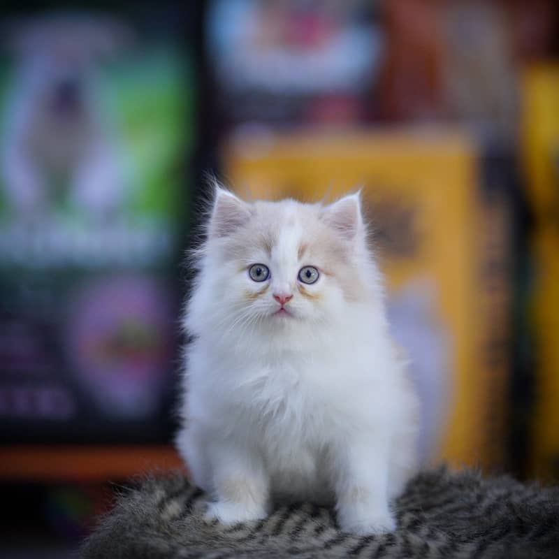 Beautiful Persian Cat for Sale! 3