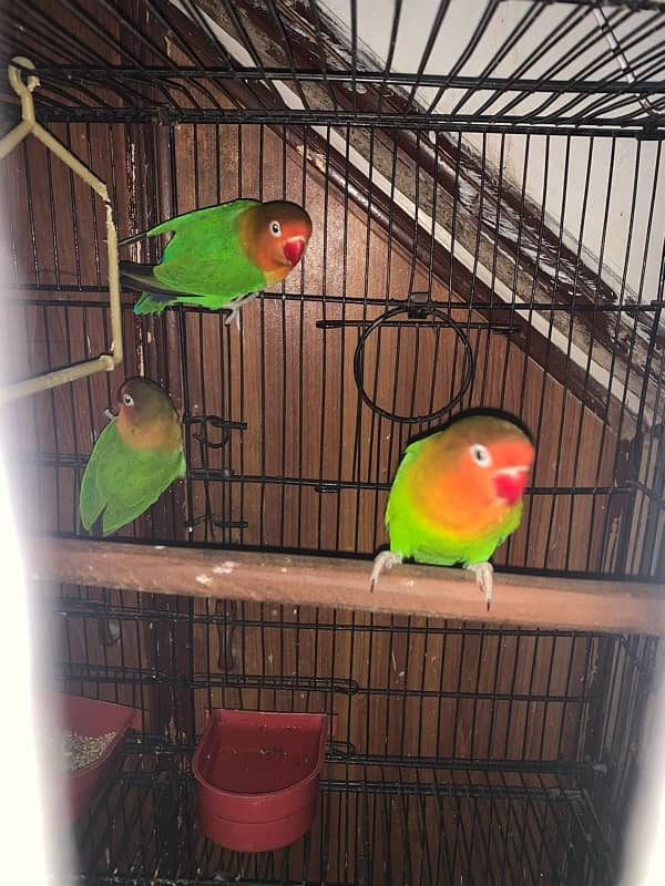 breeder pair for sale 1