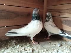 Highflyer Breeder Pigeons