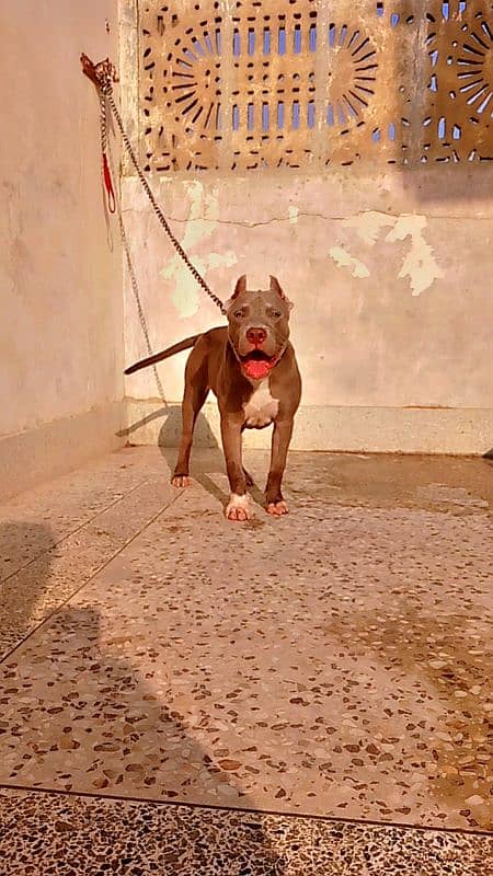 American Pitbull imported bloodline 4