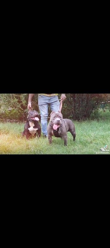 American Pitbull imported bloodline 7