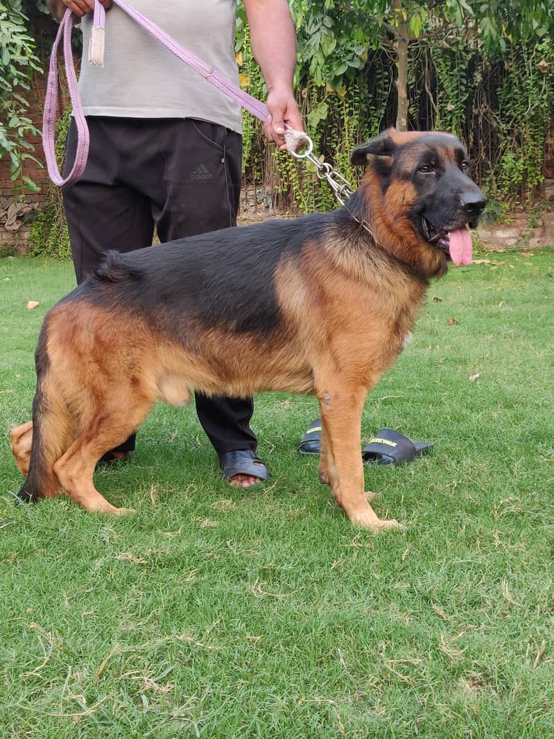 German shepherd Male 0