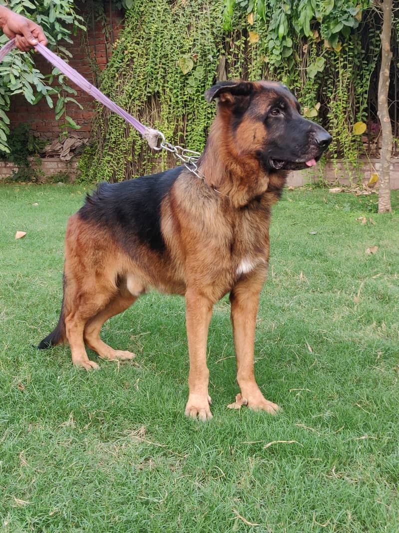 German shepherd Male 1