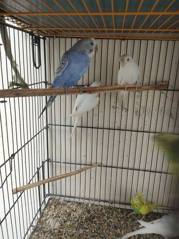 Budgies 1