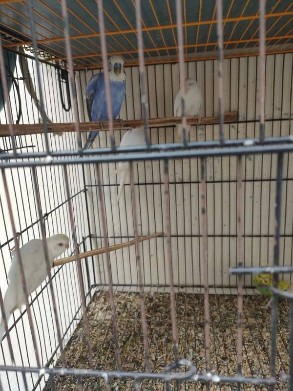 Budgies 2