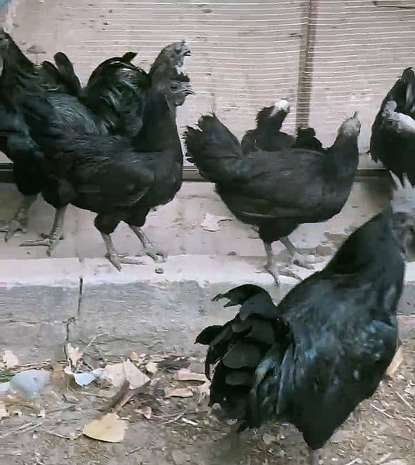 Ayyam Cemani 3