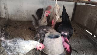 Golden Missri hens set 5+1