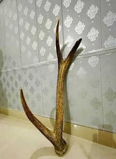 Antique stag horn