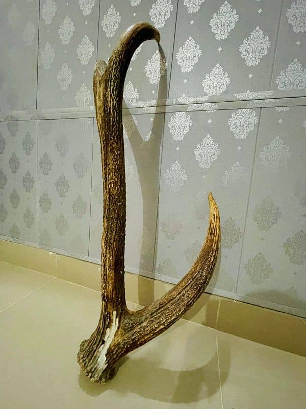 Antique stag horn 1