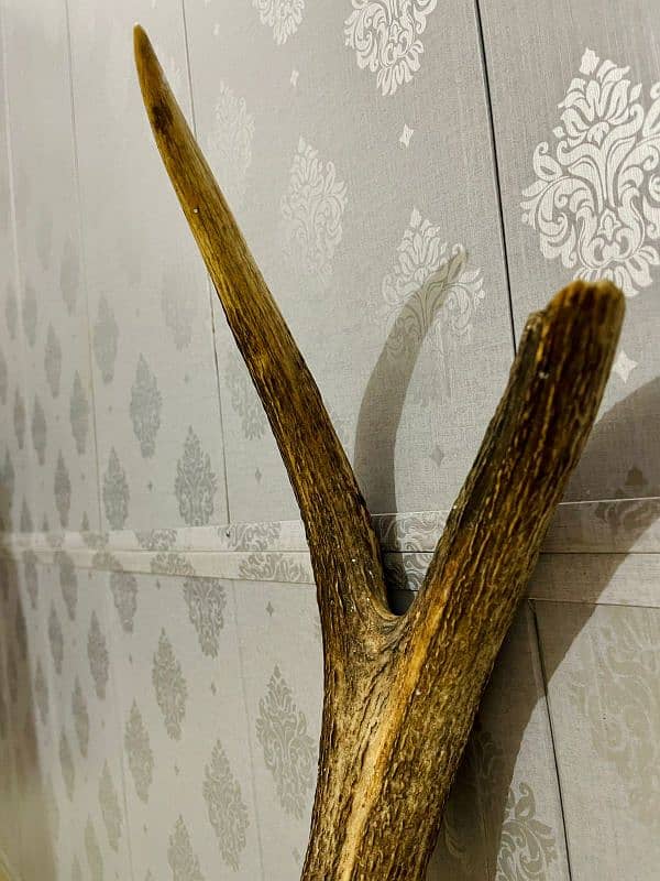 Antique stag horn 2