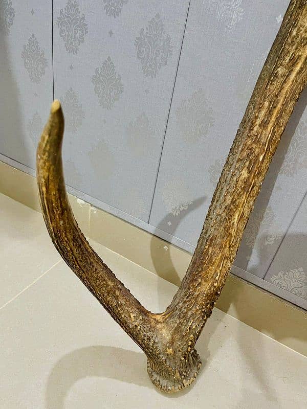 Antique stag horn 3