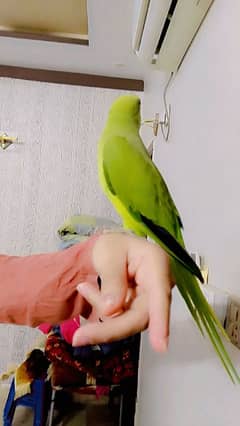 parrot female