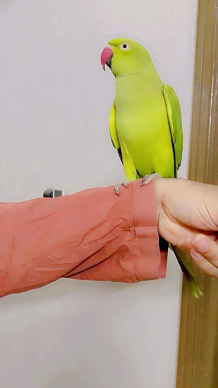 parrot female 1