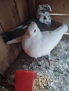 Sentinet pigeon pair