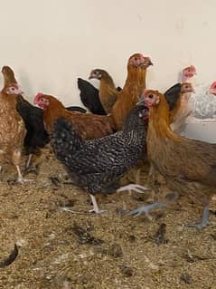 egg Laying Desi Hens 0