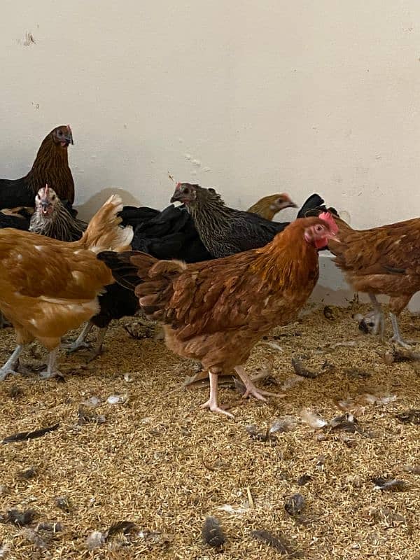 egg Laying Desi Hens 2