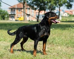 ROTTWEILER FEMALE FOR SALE / Rottweiler / Fully Trained / rottweiler