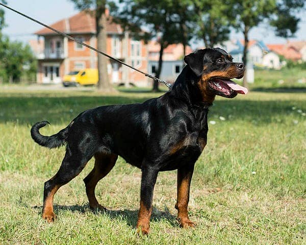 ROTTWEILER FEMALE FOR SALE / Rottweiler / Fully Trained / rottweiler 0