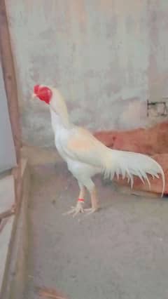 WHITE HEERA MURGA AND SINDI MURHI FORE SALE