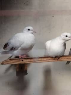 dove pair