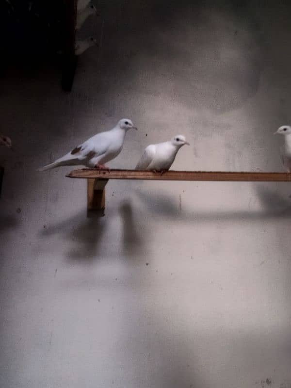 dove pair 1