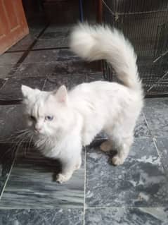 white Persian cat for sale