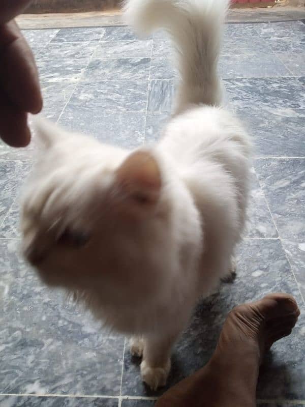 white Persian cat for sale 1