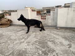 black German shepherd pedigree female puppy