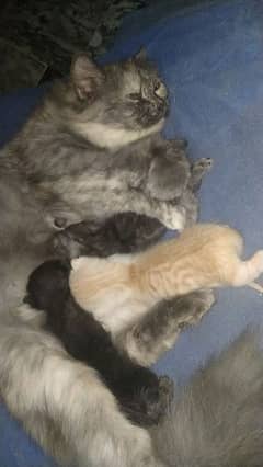 Cat with 4 new born babies.