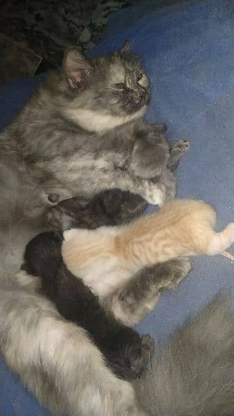 Cat with 4 new born babies. 0