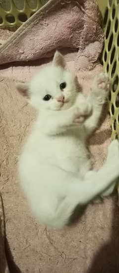 CUTE WHITE KITTENS FOR SALE!! with blue eyes