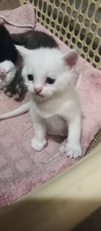 CUTE WHITE KITTENS FOR SALE!! with blue eyes 1