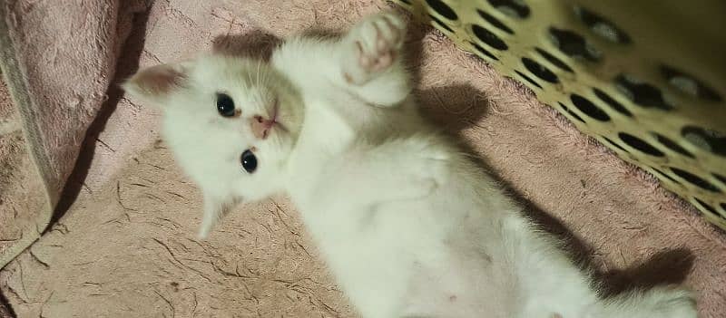 CUTE WHITE KITTENS FOR SALE!! with blue eyes 2