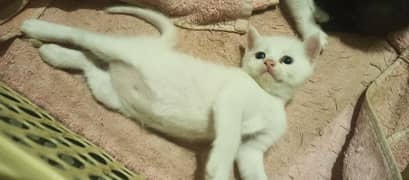 CUTE WHITE KITTENS FOR SALE!! with blue eyes