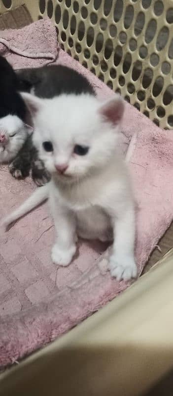 CUTE WHITE KITTENS FOR SALE!! with blue eyes 4